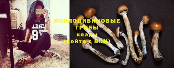 прущие грибы Мегион